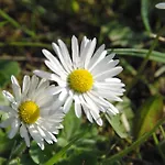 Heidekrug 2*