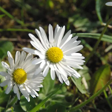 Heidekrug 2*